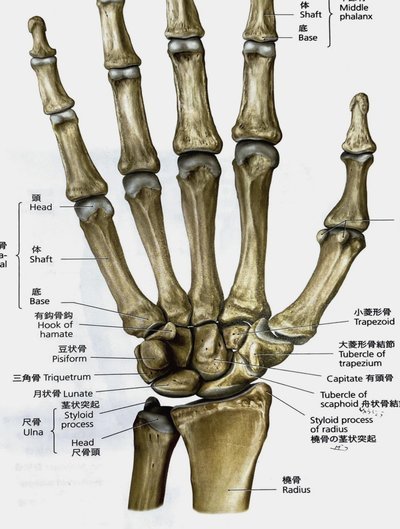 父子传承！哈兰德追随父亲脚步，在纽约新泽西出战世界杯
